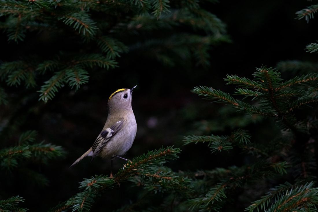Roitelet huppé sur une branche de sapin
